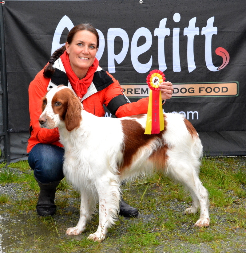 Irsk rød og hvit setter-valper forventes hos kennel Snørypas i april ...